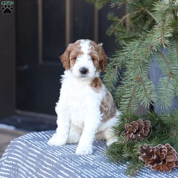 Asher, Mini Goldendoodle Puppy